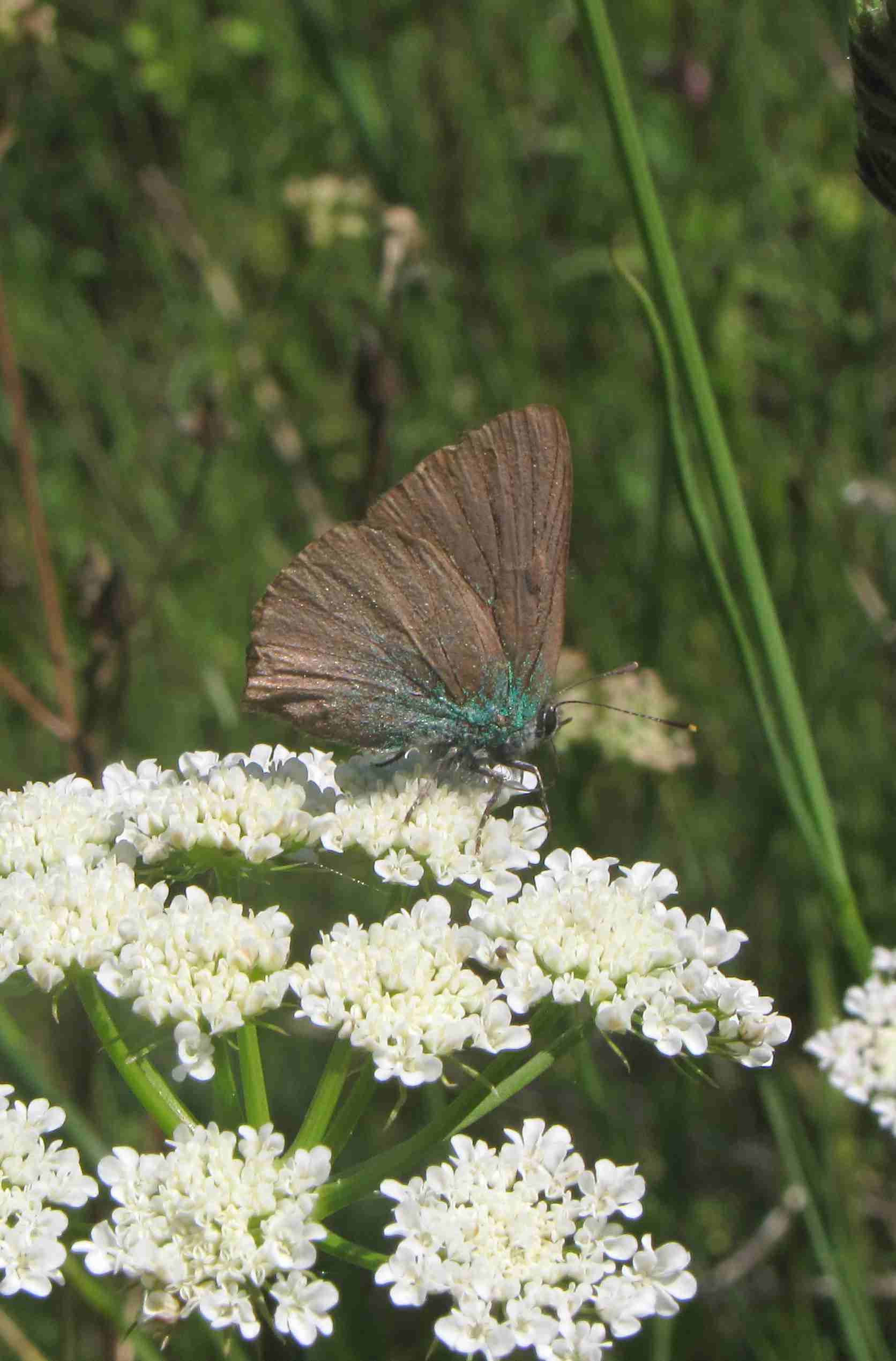 farfallina marrone - Callophrys rubi